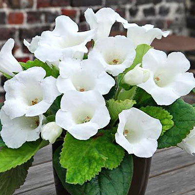 Глоксиния Мон Блан